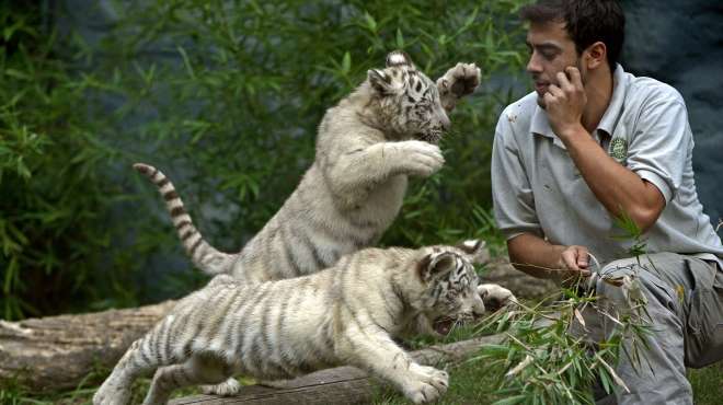  بالصور| أشبال النمور البيضاء تلهو بحديقة حيوان 