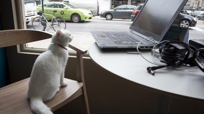  بالصور| افتتاح مطعم يدعو لتبني القطط في نيويورك 