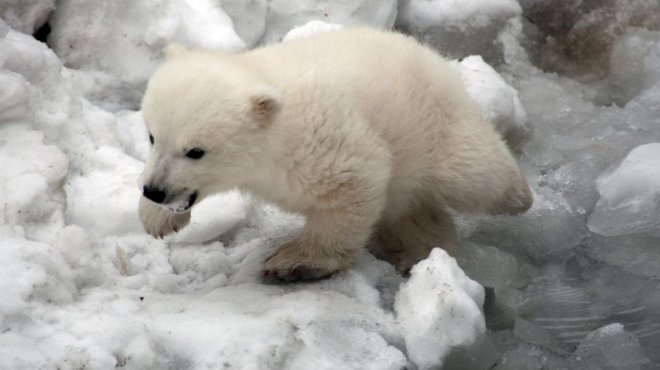 بالصور| شبل الدب القطبي في أول تجربة للسباحة دون أمه