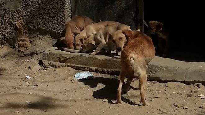 حملات بيطرية بالإسكندرية لمكافحة الكلاب الضالة والقوارض