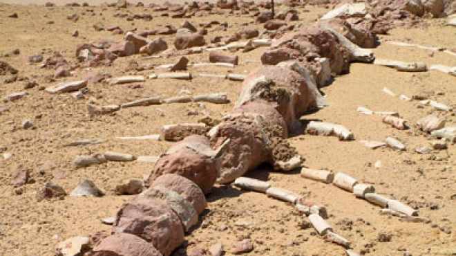 مصر تحتفل بوضع حجر الاساس لمتحف الحفريات وتغير المناخ بوادي الحيتان