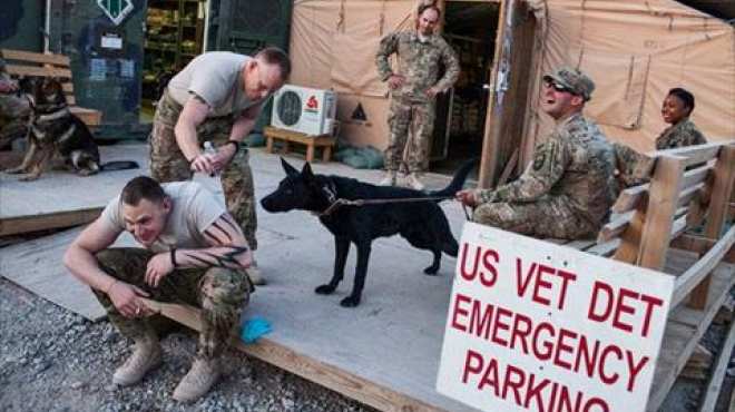 بالصور| الكلاب تحل محل الأسلحة في الجيش الأمريكي