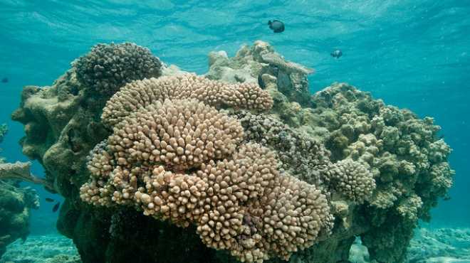 الشعاب المرجانية تحد من مخاطر التغيرات المناخية بالسواحل 