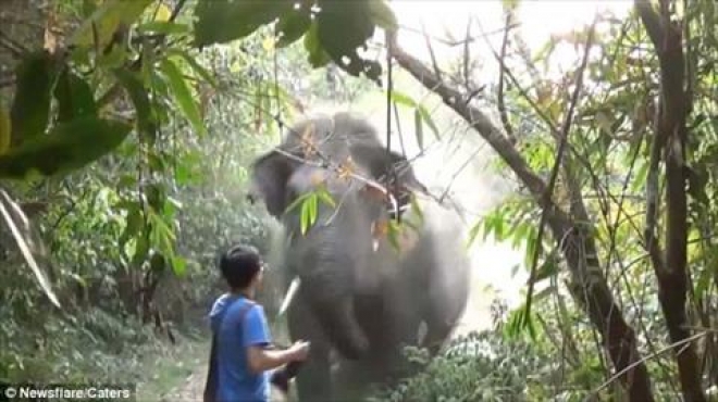  بالصور| شاب شجاع يواجه فيل ضخم بأحد الغابات الاستوائية 
