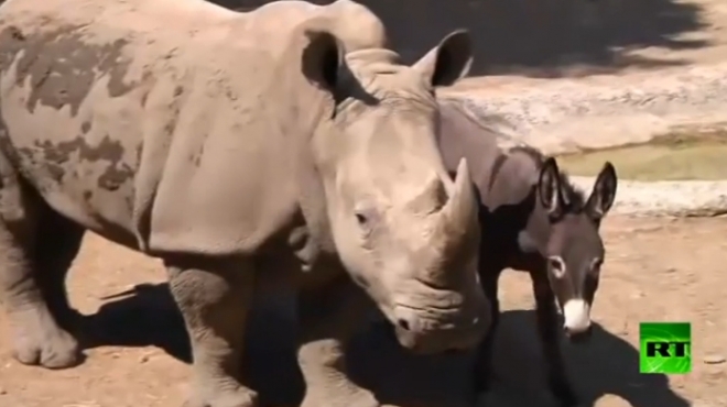 بالفيديو| أنثى وحيد القرن تفضل العيش مع 