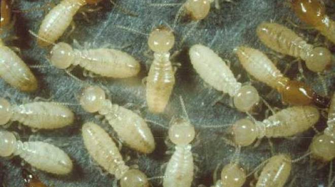 النمل الأبيض يكشف مصادر الاهتزازات الأرضية