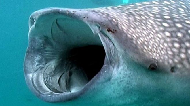 ظهور القرش الحوتي العملاق بمياه البحر الأحمر