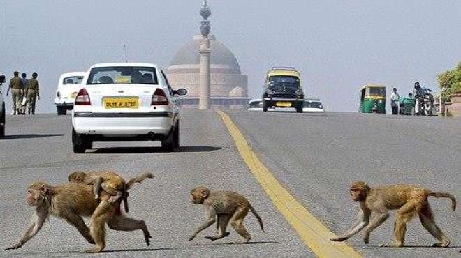 الحكومة الهندية تضع خطة لطرد القرود من شوارع العاصمة لافتعالها المشاكل مع المواطنين