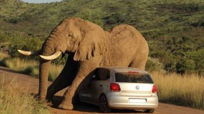 بالصور| فيل غاضب يهاجم سيارة في جنوب إفريقيا 