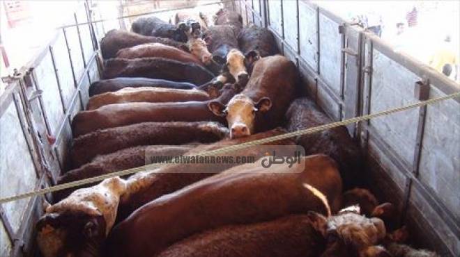 40 لجنة بيطرية لتحصين الماشية ضد الحمى القلاعية بالشرقية 