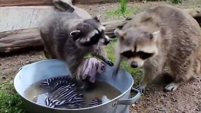 بالصور |حديقة حيوان روسية تقيم مسابقة في غسيل الملابس بين أنثى وذكر 