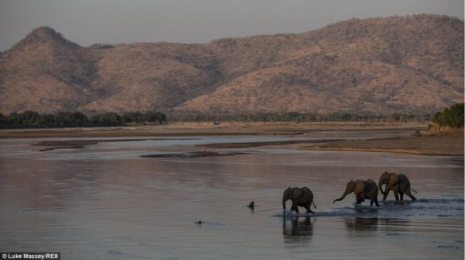 بالصور| عالم الحيوان في إفريقيا بعدسة مصور بريطاني