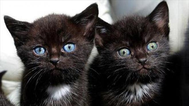 بالصور| الشرطة الإنجليزية تعثر على 15 قطة سوداء داخل حقيبة