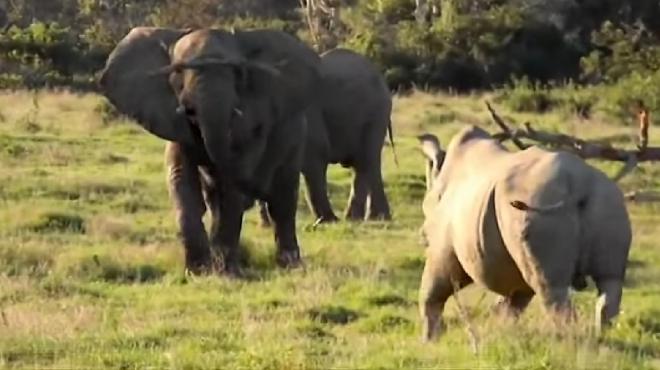 بالفيديو| أنثى الفيل تحمي صغيرها بعبقرية من 