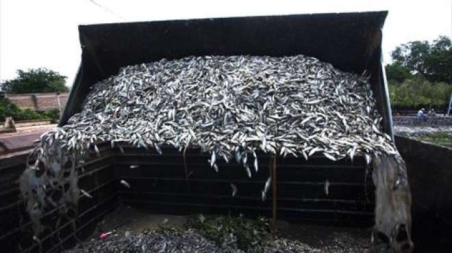 ضبط مزارع بحوزته 150 كيلو أسماك فاسدة بالمنيا
