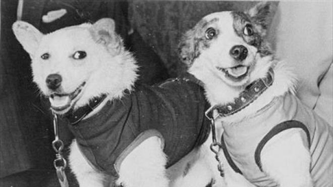 بالصور| مزاد علنى لبيع ملابس أول كلاب صعدت إلى الفضاء بالعاصمة الألمانية برلين