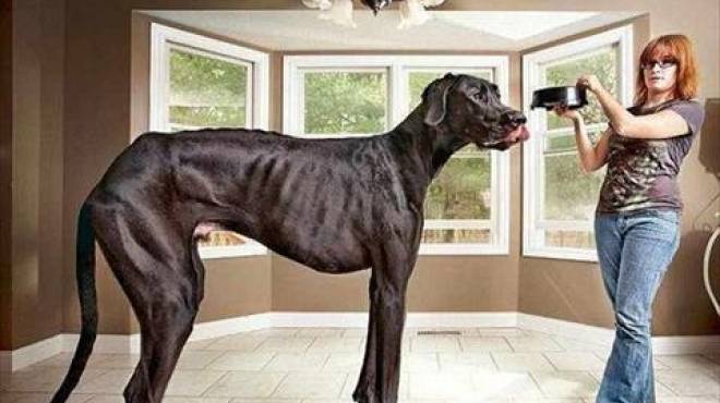 بالصور| نفوق أطول كلب في العالم بسبب الشيخوخة قبل إتمام عامه السادس