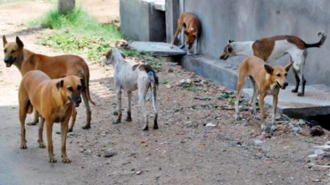 إعدام 12 كلبا ضالا في حملة أمنية بالمنيا 