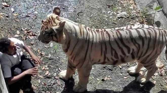 بالصور| نمر أبيض يفترس طالبا هنديا بحديقة حيوان 