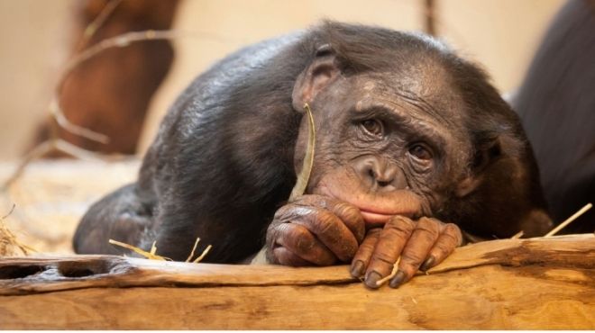 وفاة الشمبانزي 