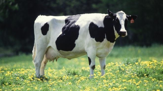  دراسة: مواطن من بين كل ألفين بريطاني يحمل بروتينات شاذة مرتبطة بمرض جنون البقر 