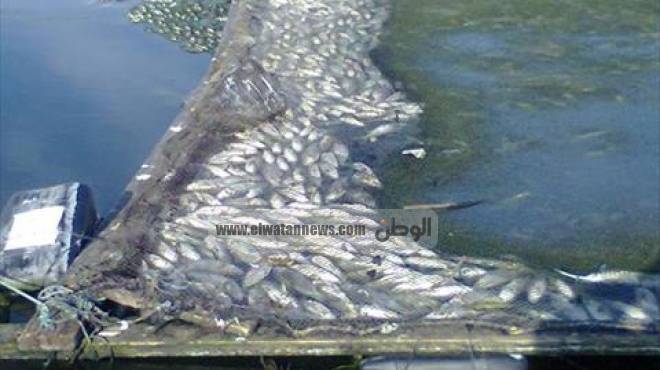 نفوق أطنان من الأسماك بنهر النيل فى كفر الشيخ