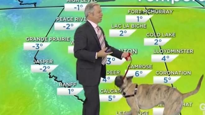 بالفيديو| مذيع يصطحب كلبا أثناء تقديم النشرة الجوية