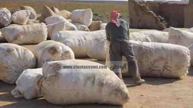 القطن المصري يسجل ارتفاعا قياسيا في الأسواق المحلية بنسبة 70%