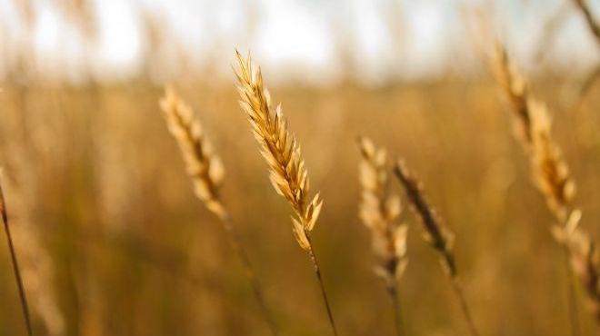 مصر تشتري 240 ألف طن من القمح الروماني والأوكراني