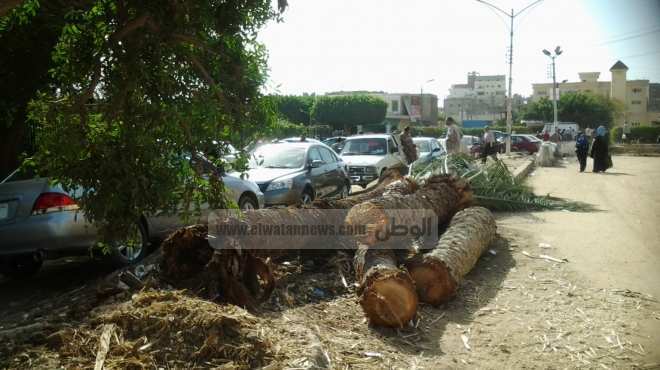 بالصور| مديرية أمن كفر الشيخ تنفذ مذبحة لأشجار عمرها 100 عام