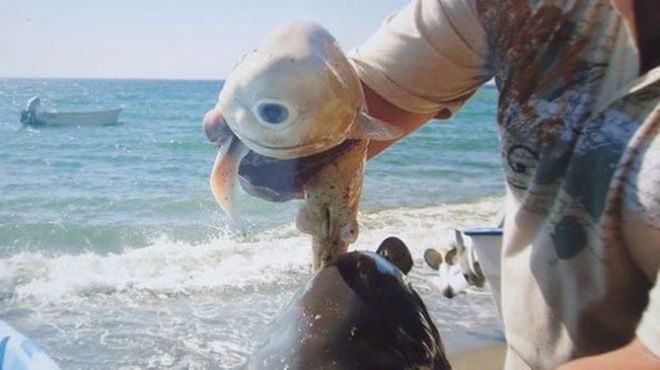 بالصور| اصطياد سمكة قرش بعين واحدة في حالة نادرة