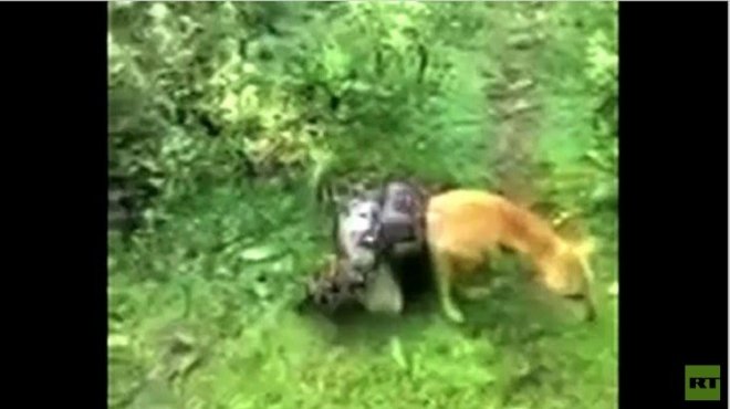 بالفيديو| كلب يفلت من قبضة ثعبان ضخم بمساعدة صاحبه