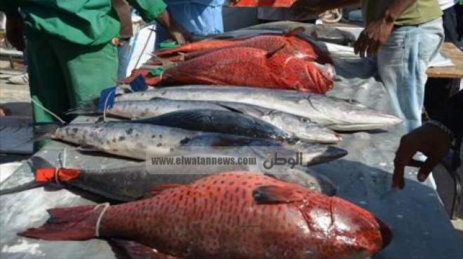 قرار حكومي بحظر الصيد في جنوب سيناء لحماية الأسماك النادرة