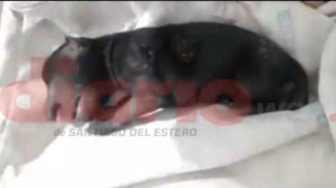 بالفيديو| ولادة جرو بخرطوم في أنفه بالأرجنتين