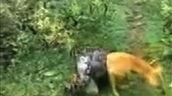 بالفيديو| مواطن هندي ينقذ كلبه من ثعبان ضخم