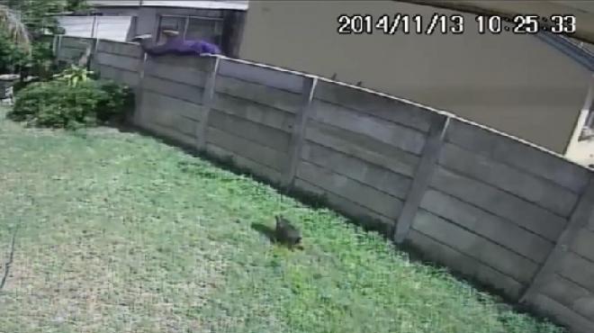 بالفيديو| كلب صغير يتسبب في هروب لص كان يتجول في حديقة منزل