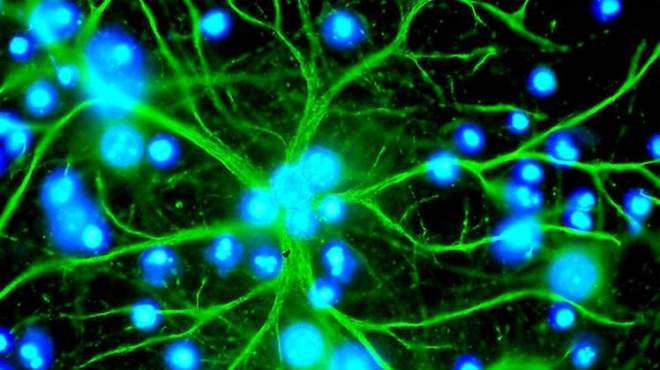 علماء يولدون خلايا عصبية لعلاج النخاع الشوكي عبر 