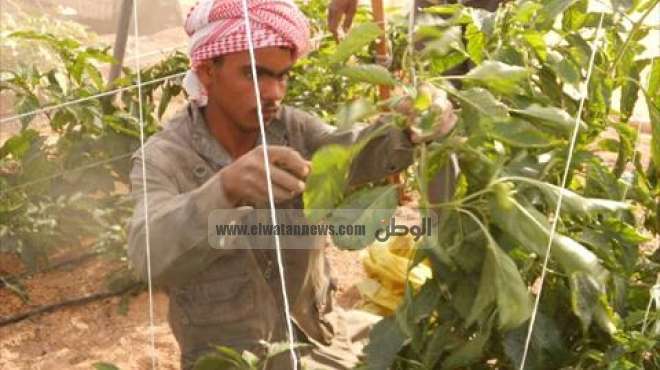 بالصور| منتجات مزارع جهاز تعمير سيناء تغزو الأسواق لمحاربة الغلاء