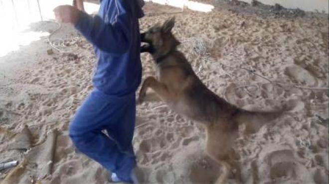 كلب مسعور يهاجم شركة بترول في طنطا ويصيب 4 موظفين 