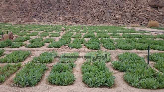 بالصور| ضبط مزرعة أفيون بجنوب سيناء 