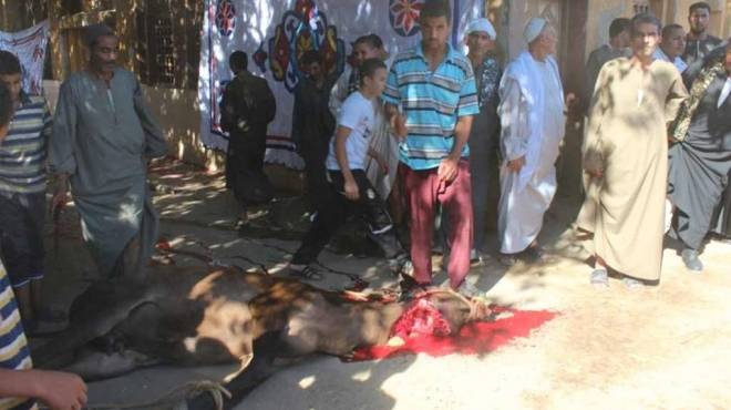 أهالي خبير مفرقات كفر الشيخ يحتفلون بذبح ماشية بعد عودته من رحلة علاج 
