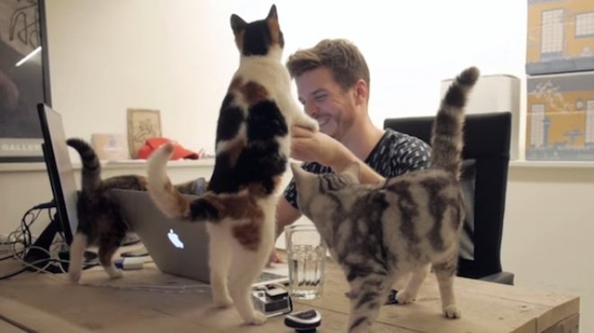 بالفيديو| عدد القطط يفوق الموظفين داخل إحدى شركات بريطانيا