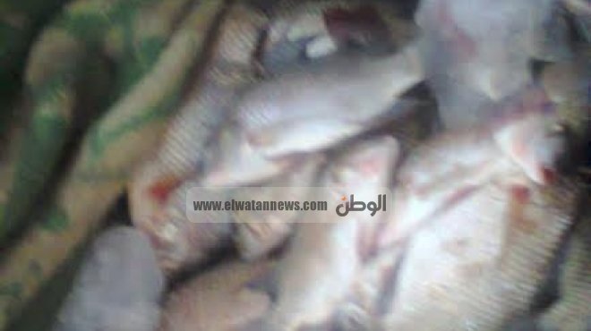 ضبط 120 كيلو من سمك الأرنب السام خلال حملة تموينية بالإسكندرية