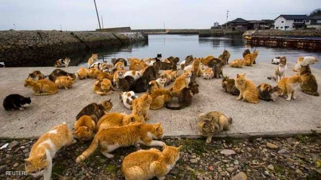 بالصور| قطط تستولى على جزيرة يابانية.. وتمرح بها دون خوف