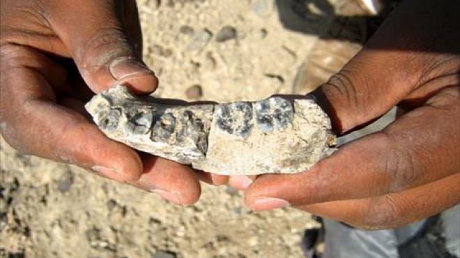  بالصور| اكتشاف حفرية للإنسان تعود لـ 2.8 مليون سنة