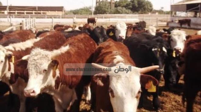 اعتصام تجار الماشية بالوادي الجديد أمام ديوان عام المحافظة