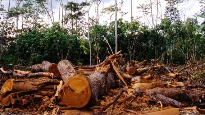 الانتربول: قطع الأشجار جريمة منظمة وغسيل أموال تدر 30 مليار دولار سنويًا