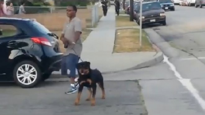 بالفيديو| الشرطة الأمريكية تطلق النار على كلب دافع عن صاحبه