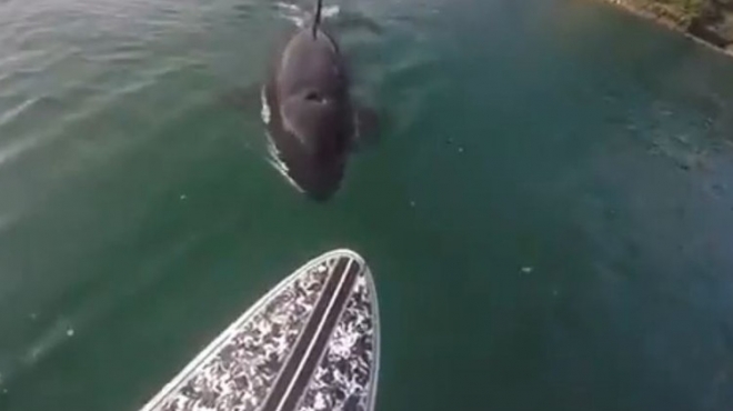 بالفيديو| شاب يُجدف بقاربه فوق 