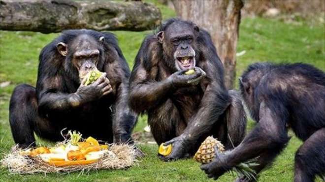 دراسة: أنثى الشمبانزي تجيد الطبخ